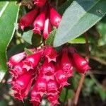 Cestrum elegans flower picture by ian connop (cc-by-sa)