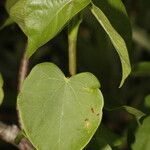 Jatropha stevensii leaf picture by Nelson Zamora Villalobos (cc-by-nc)