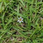 Sisyrinchium rosulatum flower picture by I Tra (cc-by-sa)