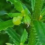 Galium chloroionanthum fruit picture by susan brown (cc-by-sa)