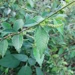 Acalypha siamensis fruit picture by pratiwir pratiwir (cc-by-sa)