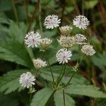 Astrantia major flower picture by Steve Lane (cc-by-sa)