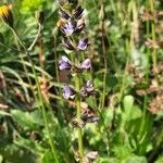 Salvia x sylvestris flower picture by Lili-Rose Saint-Pierre (cc-by-sa)