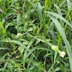 Silene latifolia habit picture by Jean-Marie Frenoux (cc-by-sa)