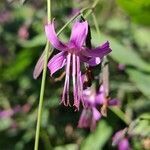 Prenanthes purpurea flower picture by Tom Sutter (cc-by-sa)