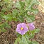 Solanum linnaeanum flower picture by Jan Ivo (cc-by-sa)