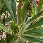 Cordyline fruticosa leaf picture by Christian (cc-by-sa)