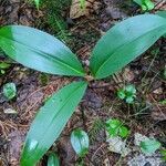 Clintonia borealis leaf picture by Perry Perry Rancourt (cc-by-sa)