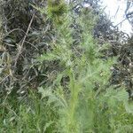 Carduus tenuiflorus habit picture by luis vicente (cc-by-sa)