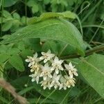 Asclepias ovalifolia flower picture by Filip Prokopenko (cc-by-sa)