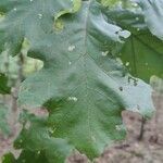 Quercus velutina leaf picture by Serena boettcher (cc-by-sa)