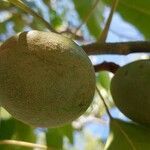 Aleurites moluccanus fruit picture by Kerry Bayles (cc-by-sa)