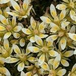 Saxifraga bryoides flower picture by Denis Bastianelli (cc-by-sa)