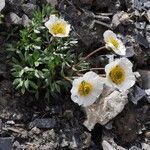 Ranunculus glacialis habit picture by Daniel Barthelemy (cc-by-sa)