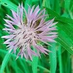 Centaurea rhaetica flower picture by Pietro Brignoli (cc-by-sa)