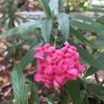 Pentas lanceolata flower picture by Colette Nicolardot (cc-by-sa)