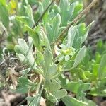 Gaillardia cabrerae leaf picture by Trap Hers (cc-by-sa)