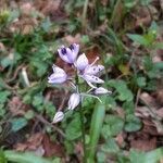 Scilla lilio-hyacinthus flower picture by Patrick Liouville (cc-by-sa)