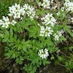 Cardamine amara habit picture by Chlad Martin (cc-by-sa)