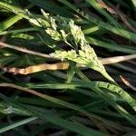 Poa annua flower picture by jacques maréchal (cc-by-sa)