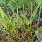 Poa bulbosa habit picture by Yoan MARTIN (cc-by-sa)