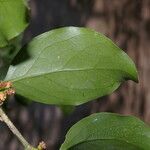 Agonandra macrocarpa fruit picture by Nelson Zamora Villalobos (cc-by-nc)