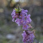 Daphne mezereum flower picture by Stefan Kamps (cc-by-sa)