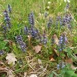 Ajuga reptans habit picture by Kai Best (cc-by-sa)