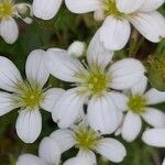 Saxifraga trifurcata flower picture by Ketxus Lopez (cc-by-sa)