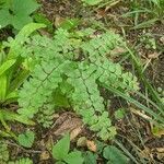 Adiantum pedatum leaf picture by plants mustard (cc-by-sa)