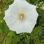 Calystegia silvatica flower picture by Lillo attardo (cc-by-sa)