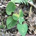 Aristolochia lutea leaf picture by Zioivan Beirut (cc-by-sa)