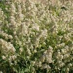 Lepidium latifolium habit picture by Yoan MARTIN (cc-by-sa)