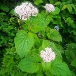 Valeriana pyrenaica habit picture by Frasca Gabri (cc-by-sa)