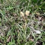 Carex caryophyllea habit picture by beurny (cc-by-sa)