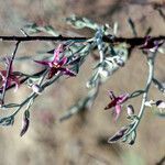 Krameria bicolor flower picture by Martin Bishop (cc-by-sa)