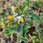 Solanum hastifolium flower picture by Susan Brown (cc-by-sa)