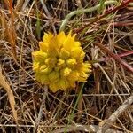 Conostylis candicans flower picture by Julia Wolpertinger (cc-by-sa)