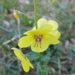 Verbascum blattaria flower picture by paola (cc-by-sa)