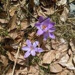 Crocus corsicus flower picture by Famille Martin (cc-by-sa)