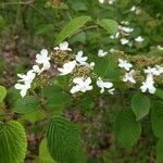 Viburnum plicatum flower picture by Kara Meyer (cc-by-sa)