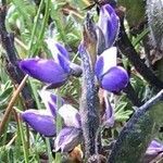 Lupinus colombiensis flower picture by Fabien Anthelme (cc-by-sa)