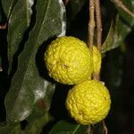 Clarisia biflora fruit picture by Nelson Zamora Villalobos (cc-by-nc)