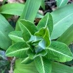 Euphorbia hyberna leaf picture by Cornelia Kaya (cc-by-sa)