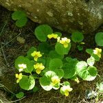 Viola biflora habit picture by francois tissot (cc-by-sa)