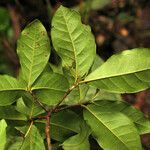 Myrcia tomentosa leaf picture by Jean-François Molino (cc-by-sa)