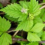 Rubus pubescens leaf picture by Pascal Guerin (cc-by-sa)