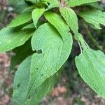 Gesnouinia arborea leaf picture by Sastre Oriol (cc-by-sa)