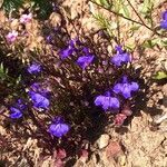 Lobelia erinus flower picture by Tim Burton (cc-by-sa)