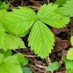 Rubus pubescens leaf picture by Pascal Guerin (cc-by-sa)